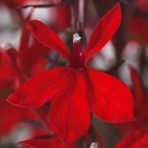 Lobelia speciosa 'Fanship Scarlet' - Lobeelia eriline 'Fanship Scarlet'